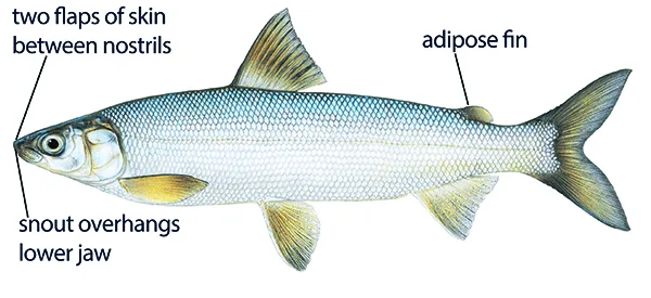 Fisheries get one-time funding for whitefish restoration